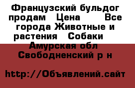 Французский бульдог продам › Цена ­ 1 - Все города Животные и растения » Собаки   . Амурская обл.,Свободненский р-н